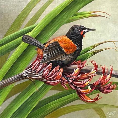 Craig Platt nz bird art, Tieke, Saddleback, oil on canvas